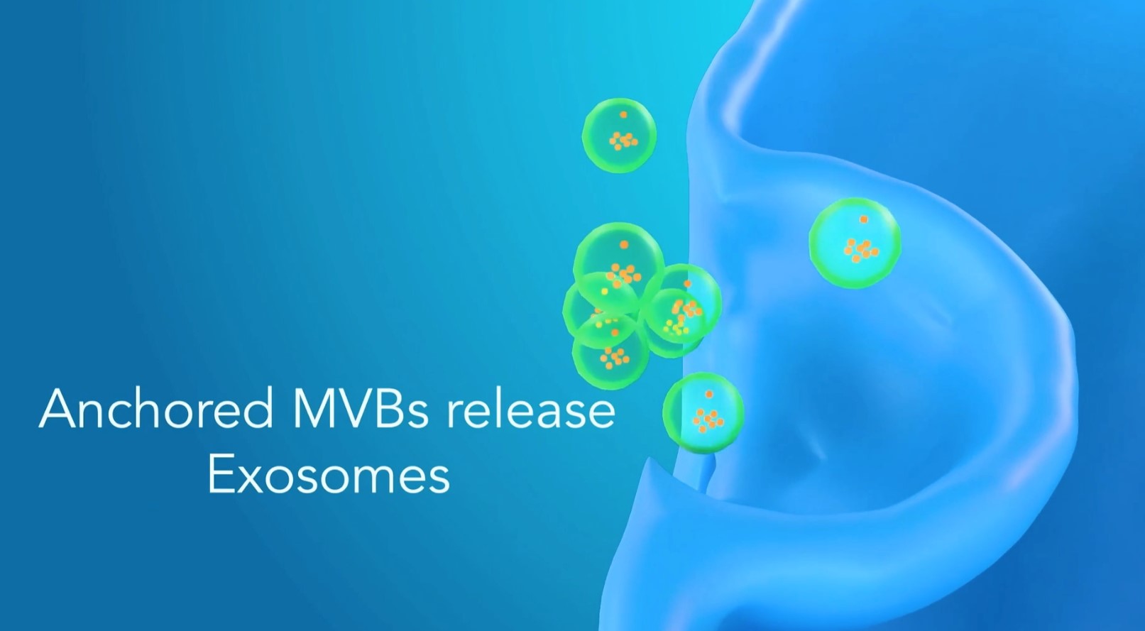Anchored MVBs release Exosomes Anchored MVBs release Exosomes